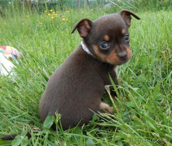 Chiot chihuahua LOF a donner