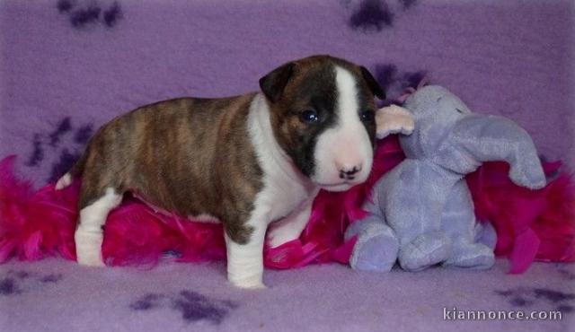 Chiot Bull Terrier lof a donner