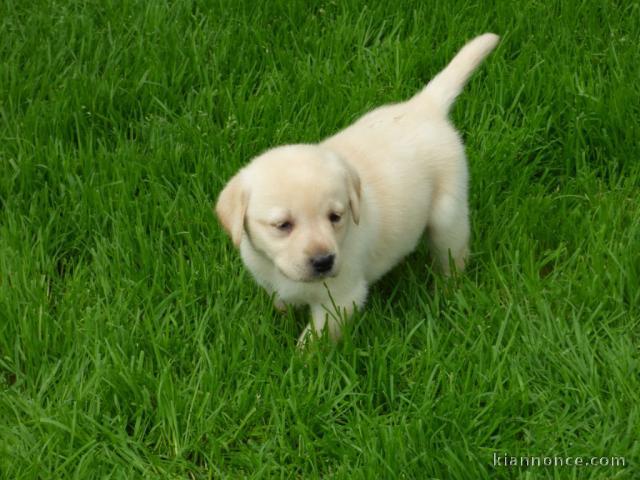 Chiots labradors lof a donner