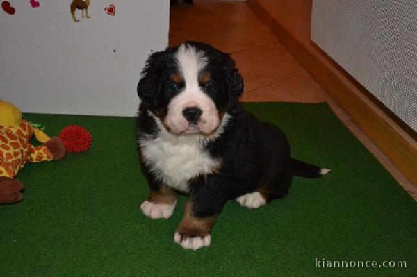 chiot bouvier bernois LOF a donner