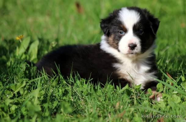 chiot berger australiens LOF a donner