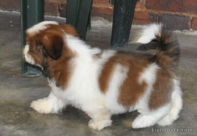 chiot Shih Tzu LOF a donner