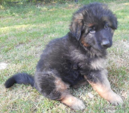 chiots Berger allemand LOF a donner