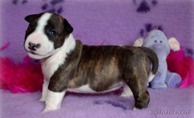 Chiot Bull Terrier lof a donner