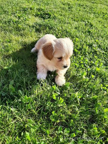 chiot bichon havanais lof a donner