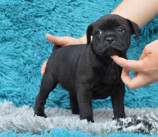 Chiots Staffordshire Bull Terrier LOF a donner