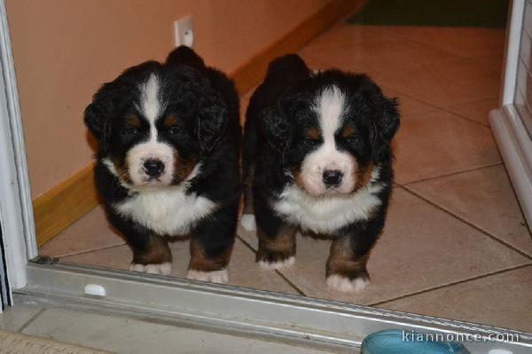 chiot bouvier bernois LOF a donner