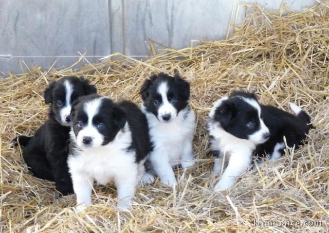 chiots Border collie lof a donner