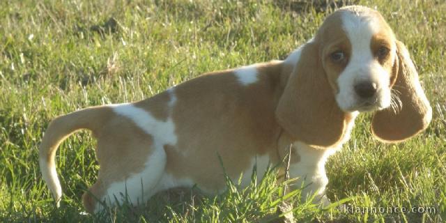 Chiots Basset Hound a donner