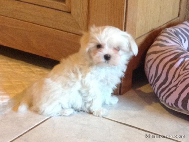 Adorable chiot bichon maltais femelle a donner