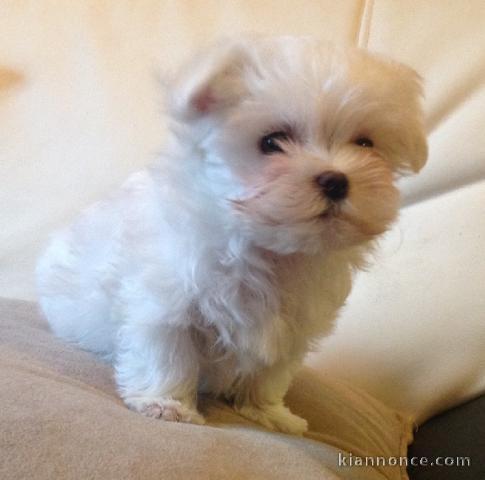 Adorable chiot bichon maltais femelle a donner