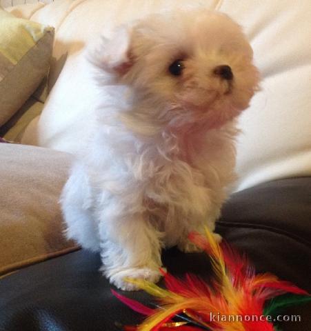 Adorable chiot bichon maltais femelle a donner