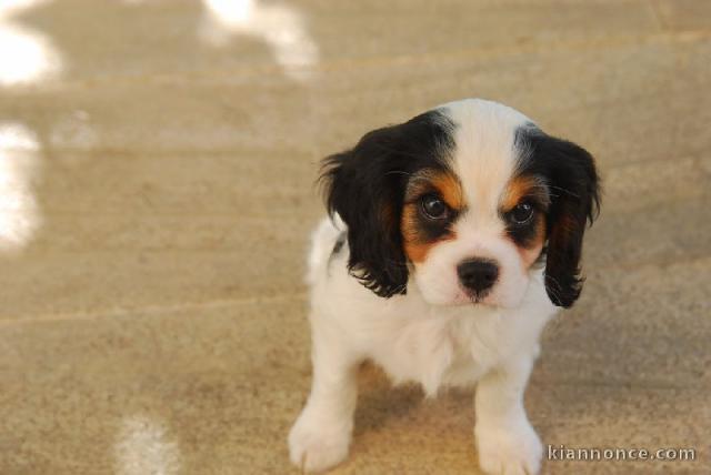 Chiots Cavaliers King Charles LOF a donner