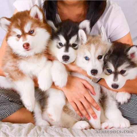 Magnifiques Chiots Husky Sibérien en adoption