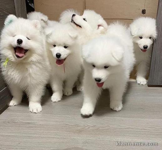 Magnifique chiots samoyede 