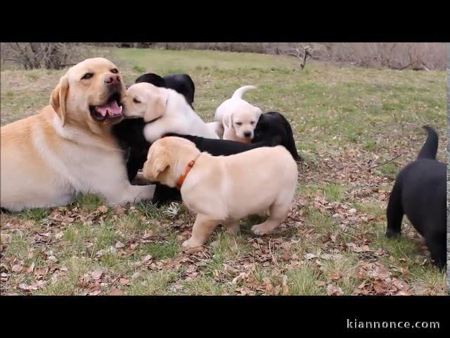  Magnifiques chiots Labradors Retriever pure race