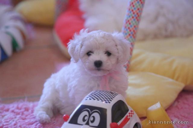 A donner superbe chiot femelle bichon frisé