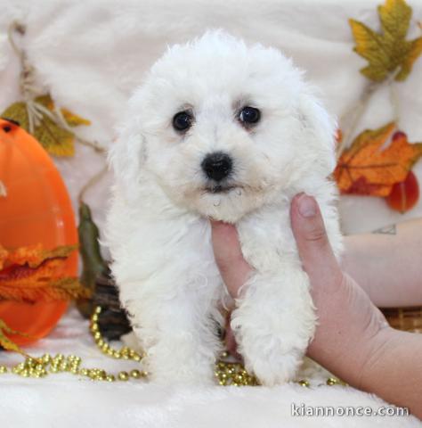 A donner superbe chiot femelle bichon frisé femelle