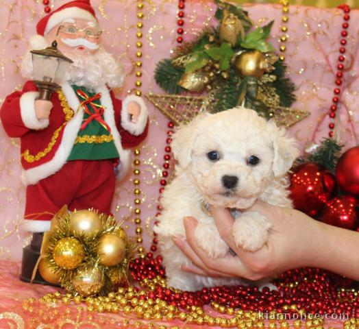 A donner superbe chiot femelle bichon frisé