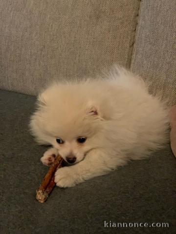 A adopter chiot spitz allemand nain femelle