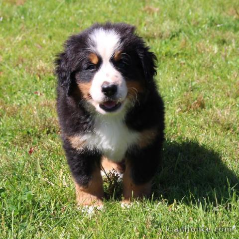 Chiot bouvier bernois femelle non lof à donner