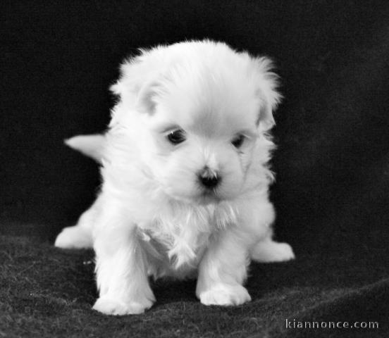 Je donne un chiot bichon maltais contre bon soin