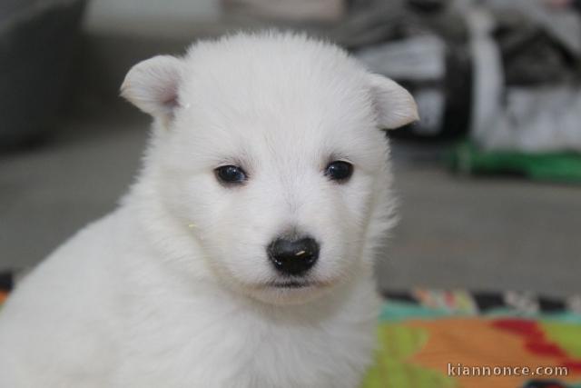 Don de mon magnifique berger blanc suisse mâle