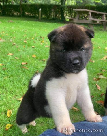 chiot Akita Américain lof a donner