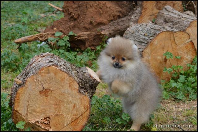 A donner jolie chiot spitz allemand femelle
