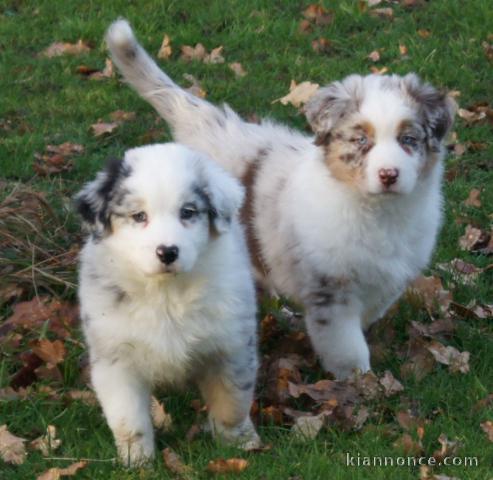 A donner chiot berger australien femelle