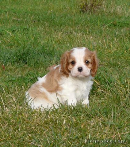 A donner chiot qualité cavalier king charles