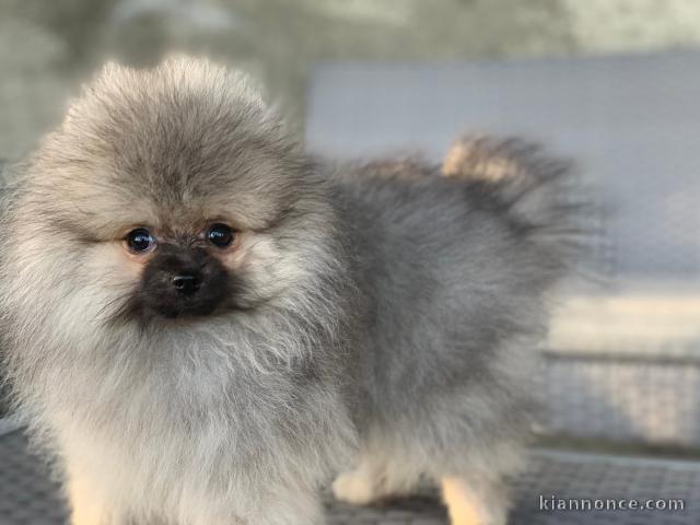 Femelle pomeranien a adopter