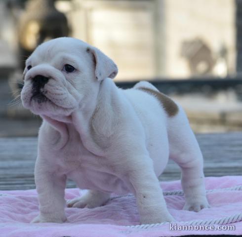 À donner mon petit bouledogue anglais