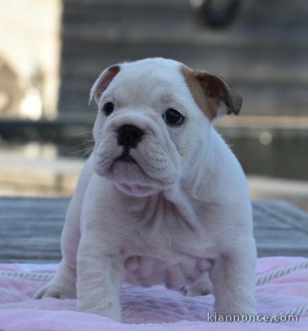 Chiot Bouledogue Anglais femelle a donner