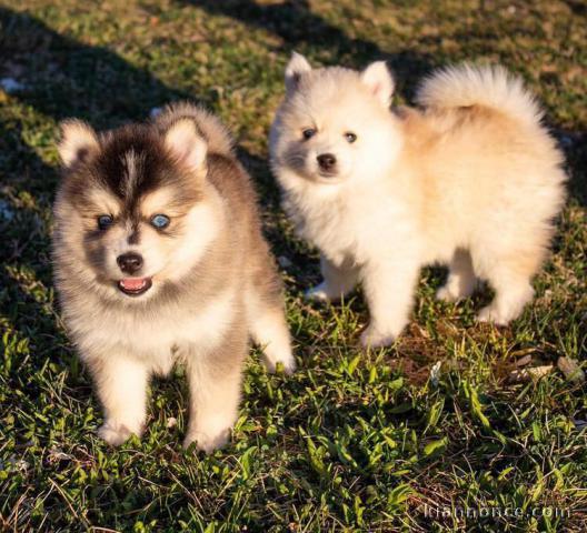 Chiots Pomsky  en adoption