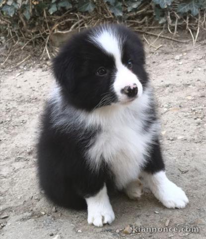 Je donnes Chiot border collie femelle