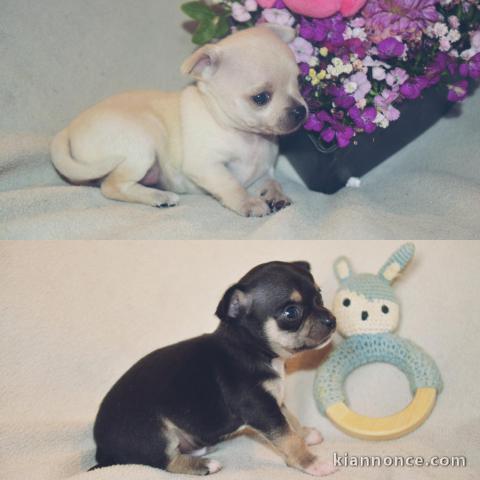 Bébé chihuahua femelle de 3 mois