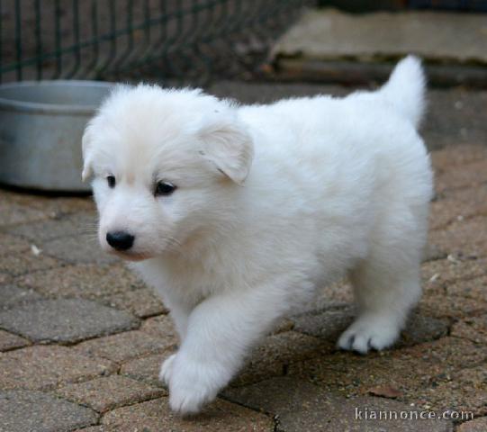 A Donne chiot type Berger Blanc Suisse femelle