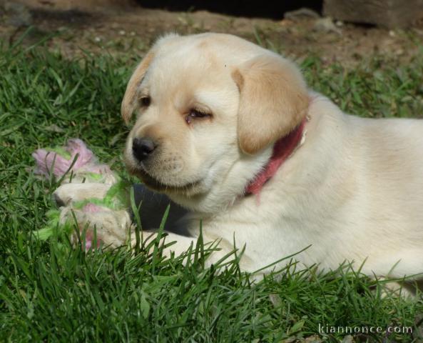  Magnifique chiot golden retriever