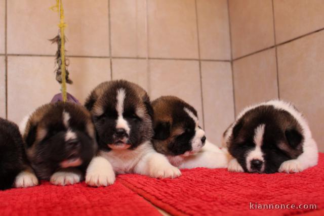 Chiots akita americain a Donner