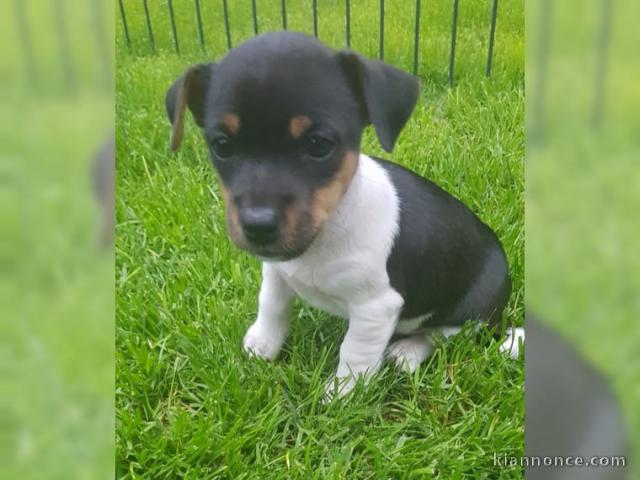 CHIOTS DE RACE JACK RUSSEL