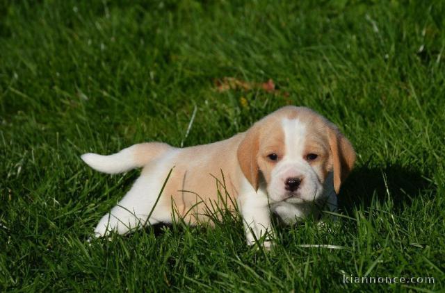 Donne chiot type Berger Beagle 