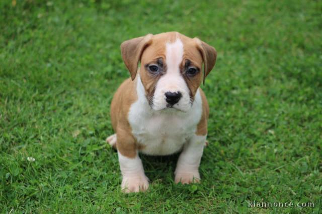 Chiots American Staffordshire Terrier