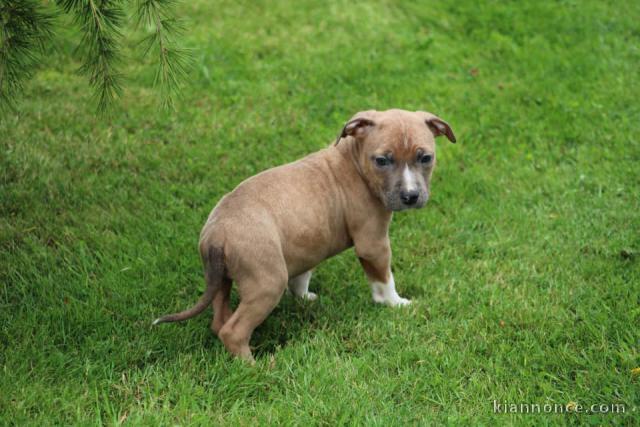 Chiots American Staffordshire Terrier