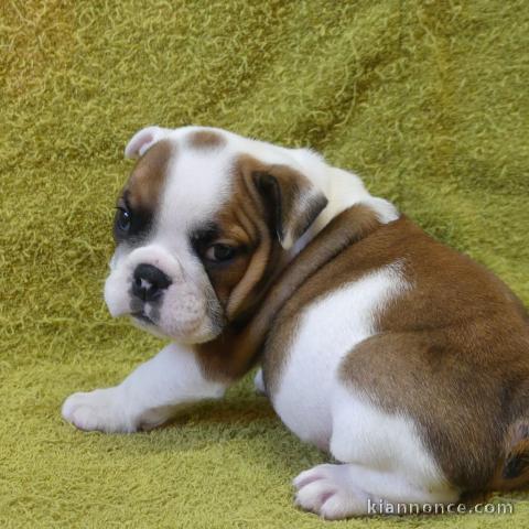  Donne chiot type Bulldog Anglais