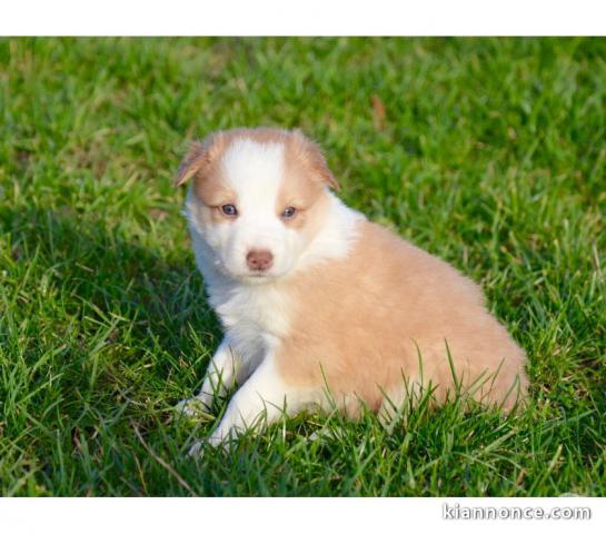 chiot border collie trois mois