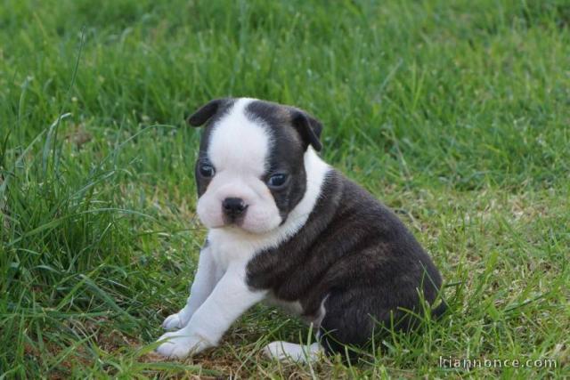 chiot boston terrier trois mois