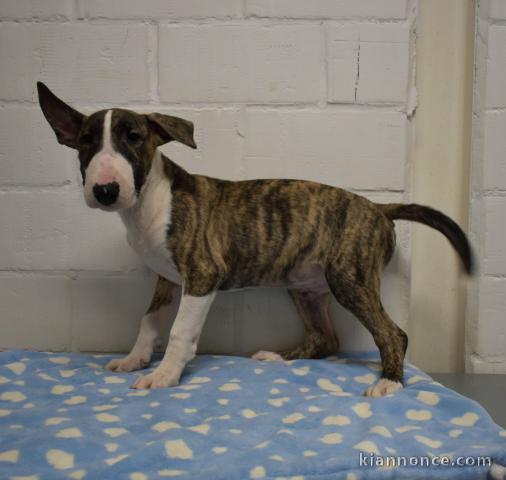 chiot bull-terrier trois mois