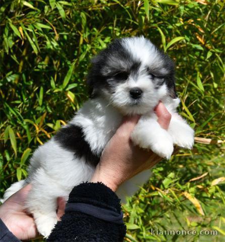 chiot coton de tulear trois mois