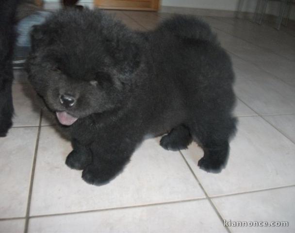  Chiot Chow Chow à donner